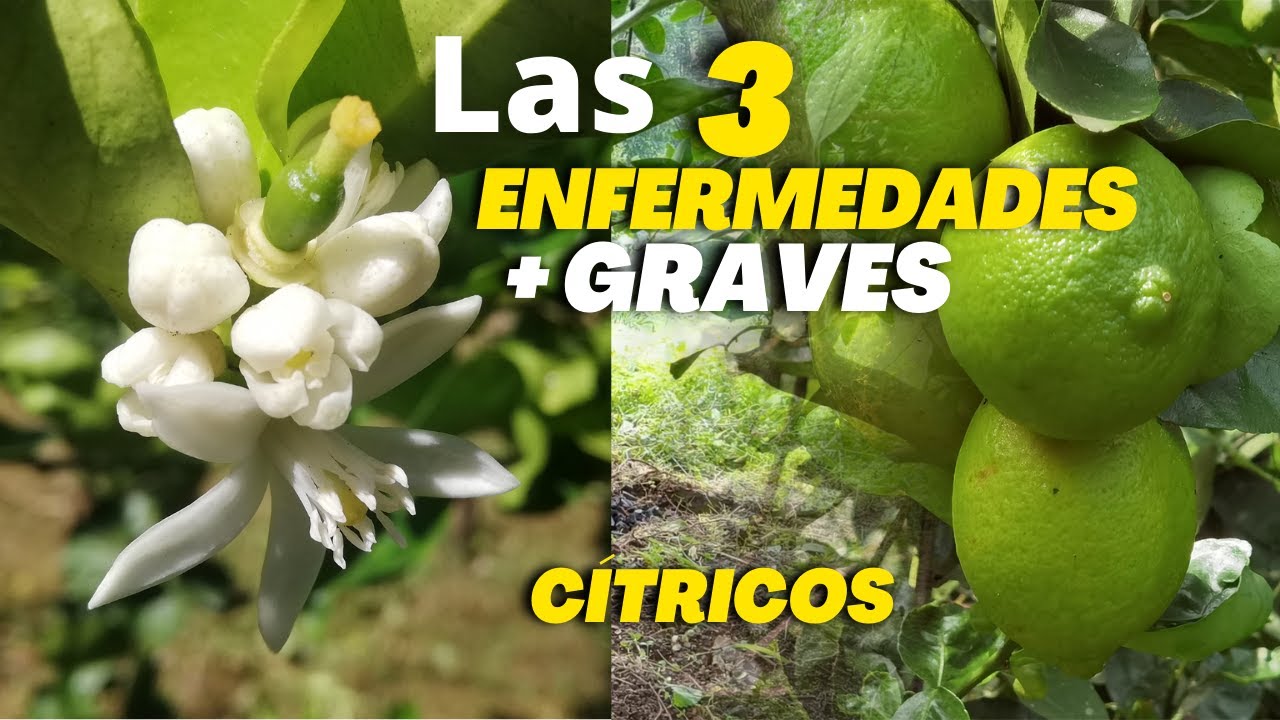 enfermedades de los cítricos en las hojas