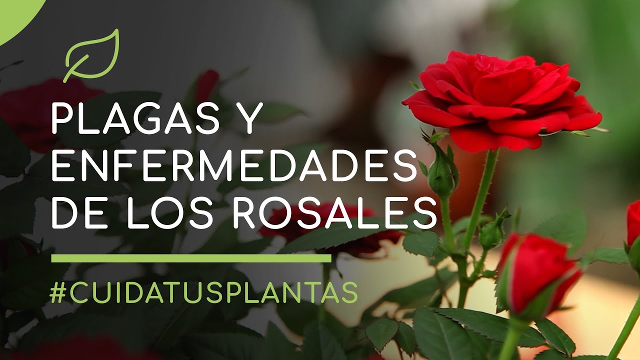 enfermedades de los rosales y tratamientos