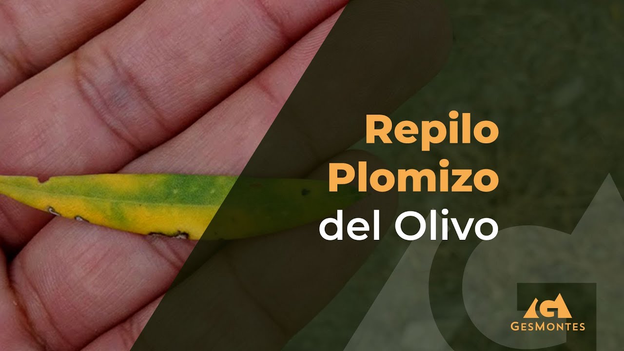 enfermedades del olivo en las hojas