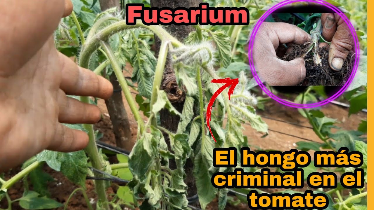 enfermedades del tomate en las hojas