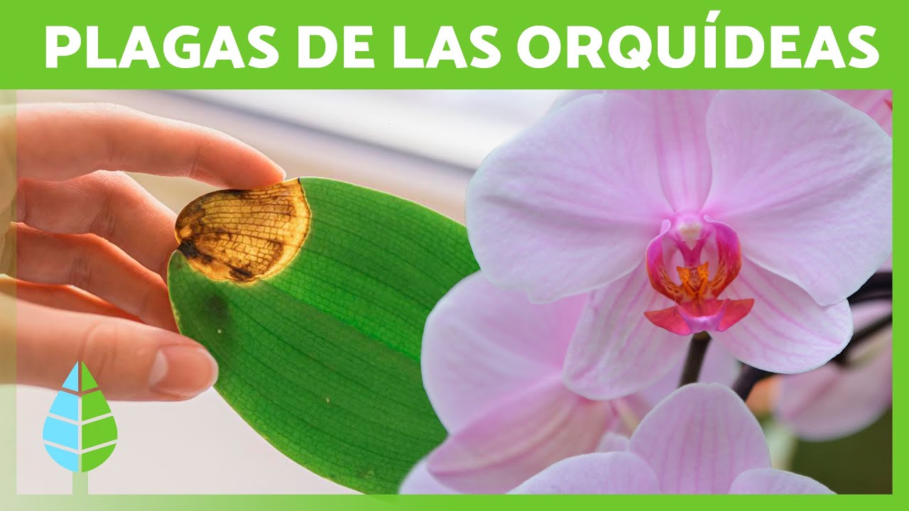enfermedades en las hojas de las orquídeas