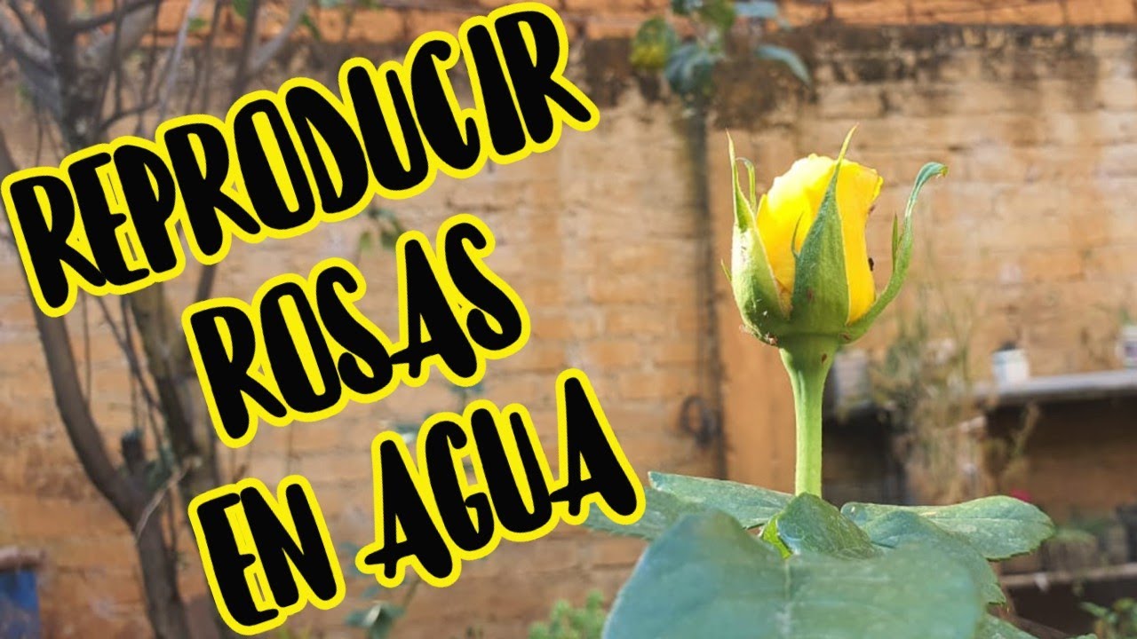 enraizar esquejes de rosal en agua