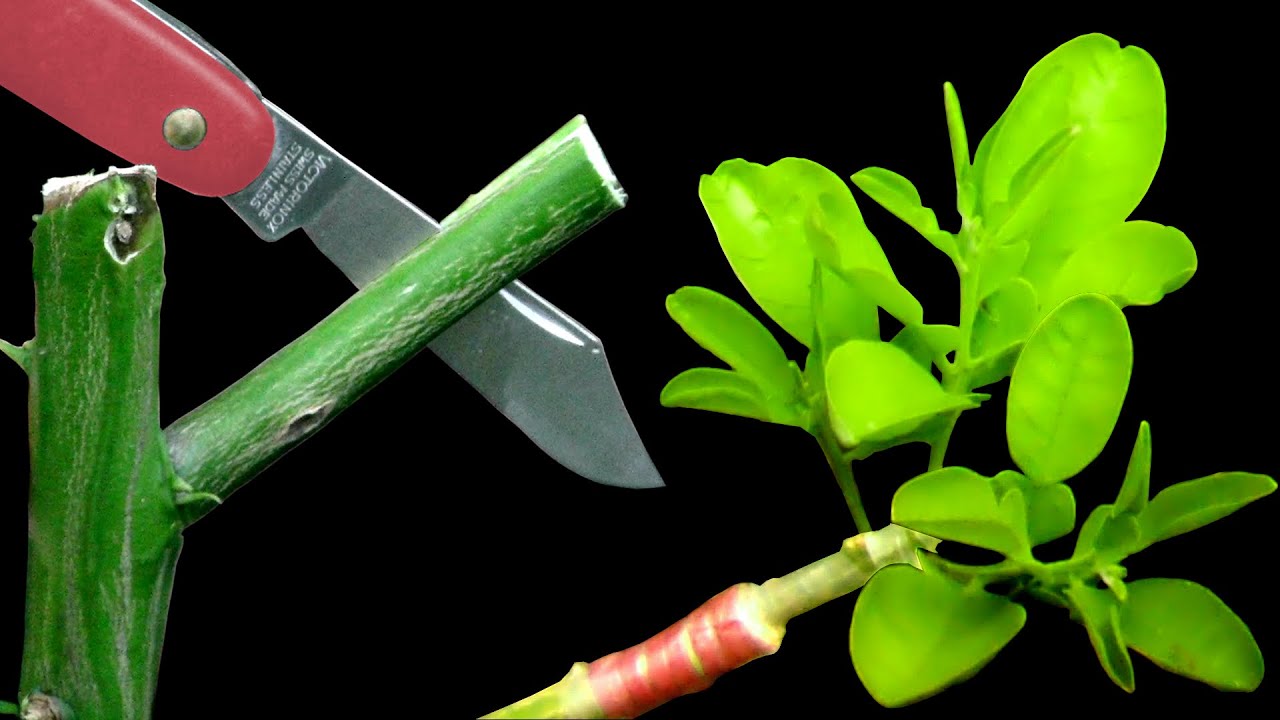 época de injertos de árboles frutales
