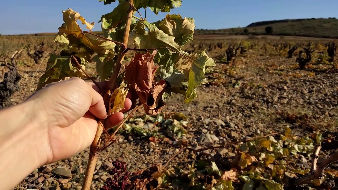 es bueno podar la viña con hoja