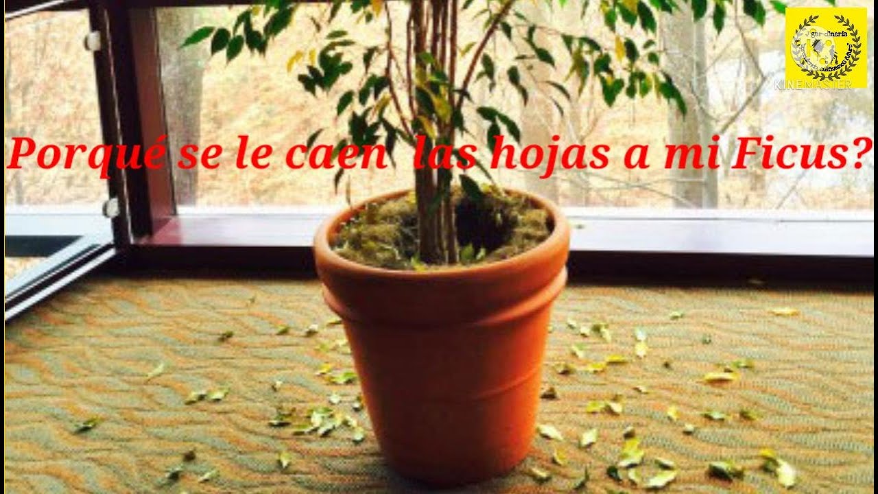 ficus benjamina se le caen las hojas