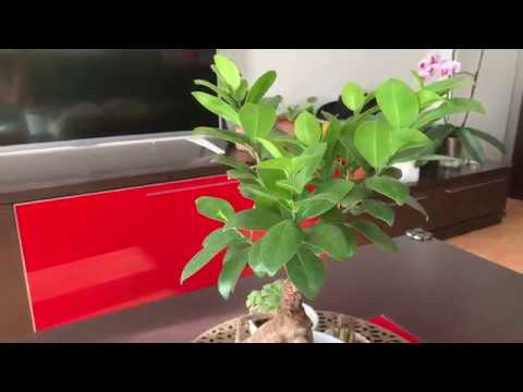 ficus ginseng se le caen las hojas