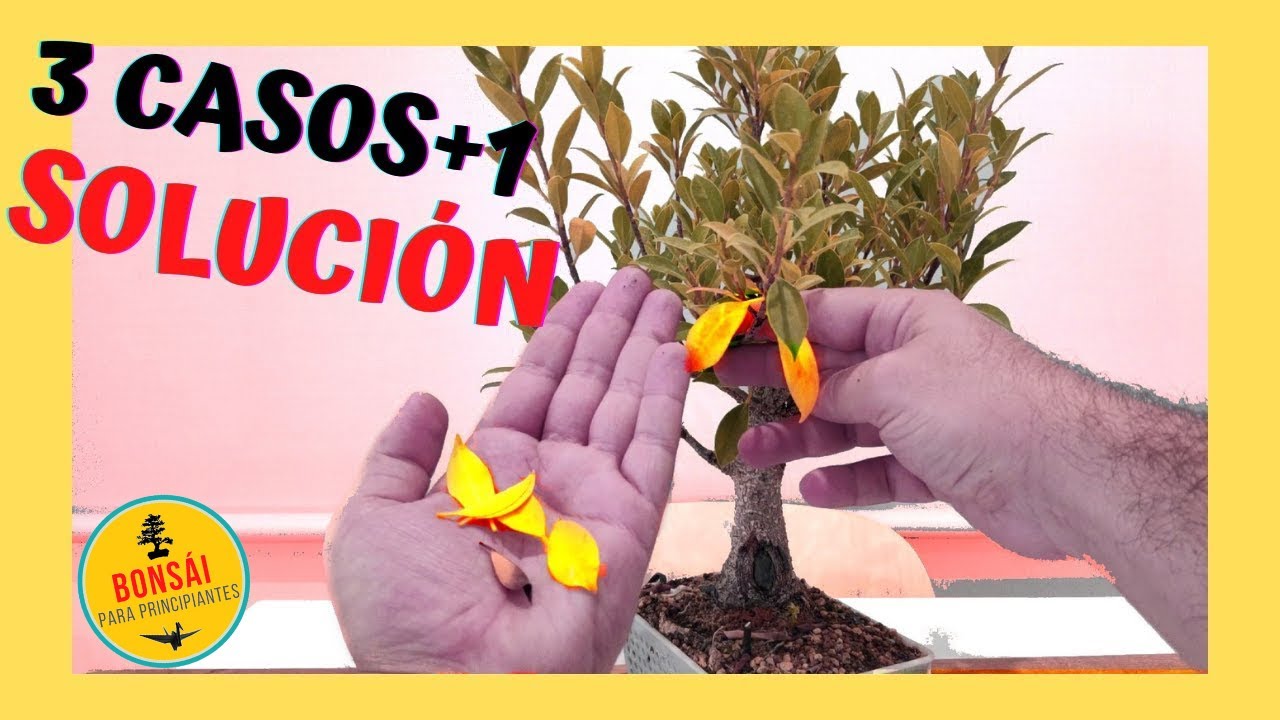 ficus hojas amarillas y se caen