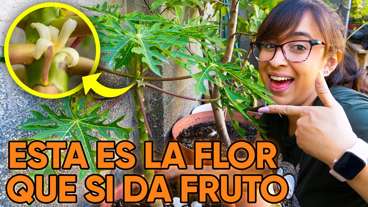 flor de papaya macho y hembra
