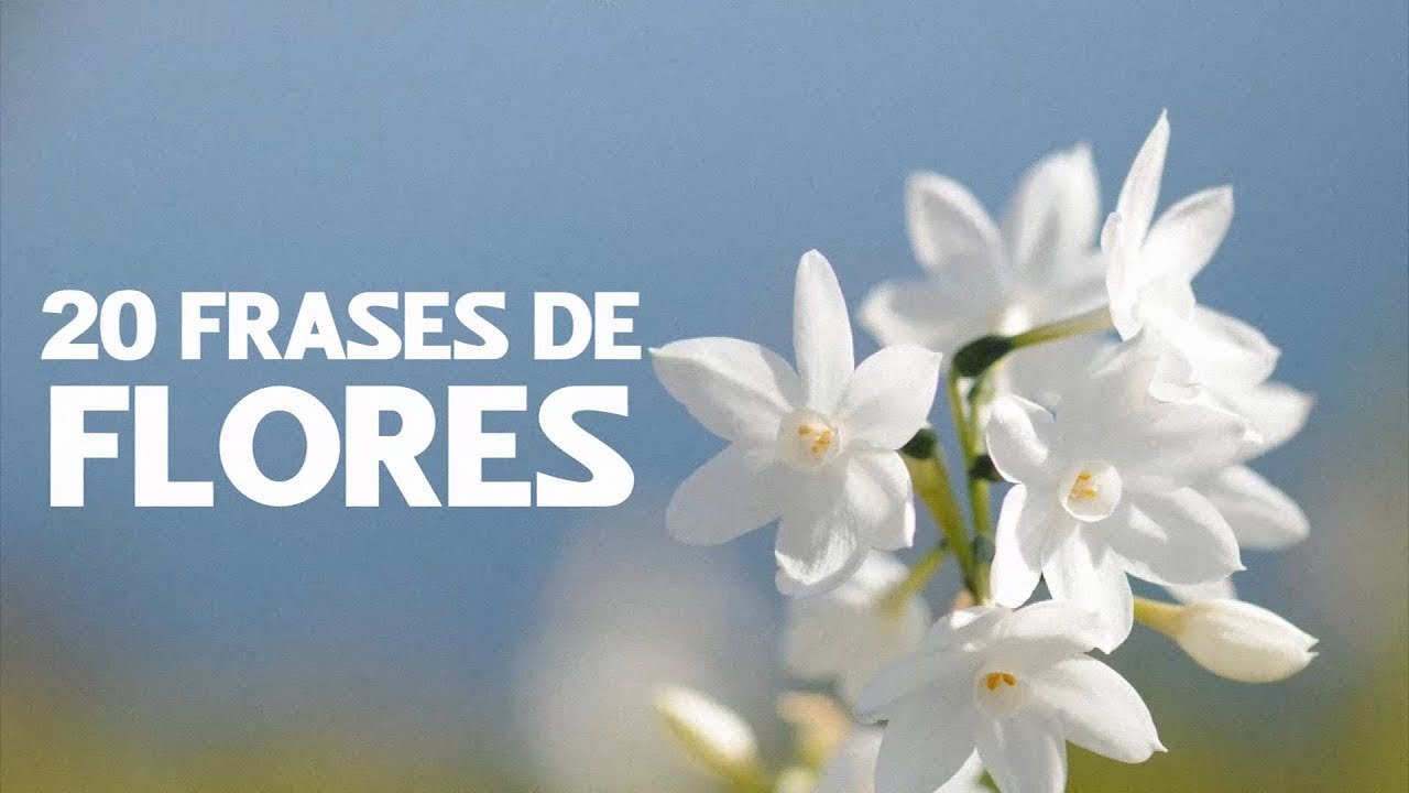 frases de rosas y la vida