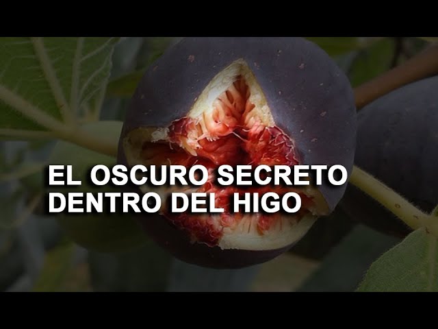 fruta que viene en una flor
