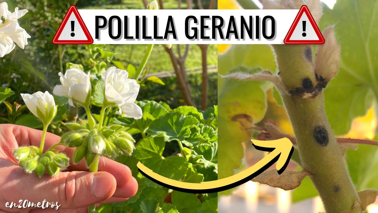 geranio con agujeros en las hojas