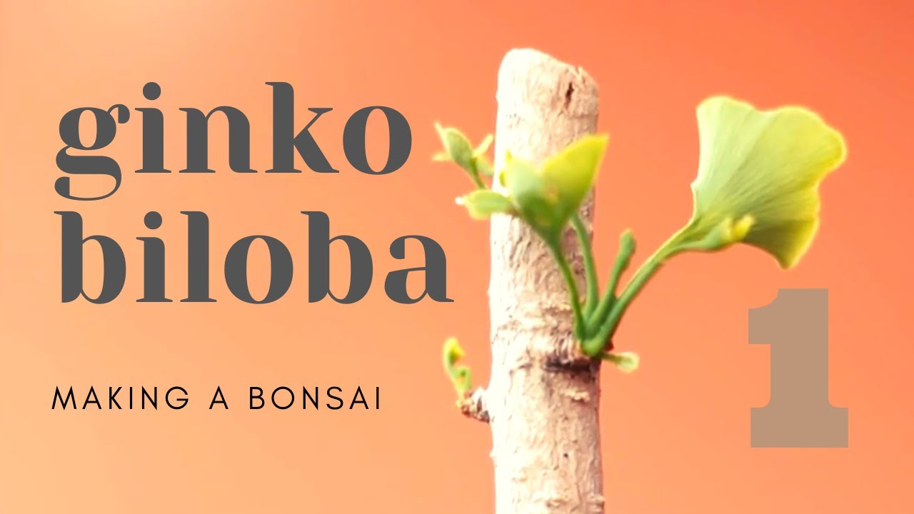 ginkgo biloba hoja caduca o perenne
