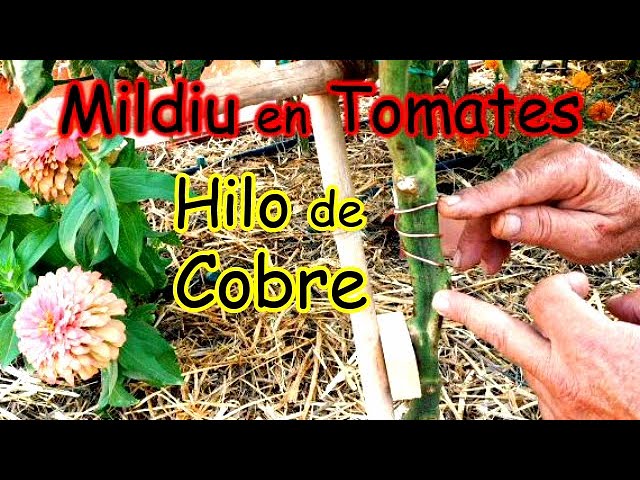 hilo de cobre para los arboles frutales
