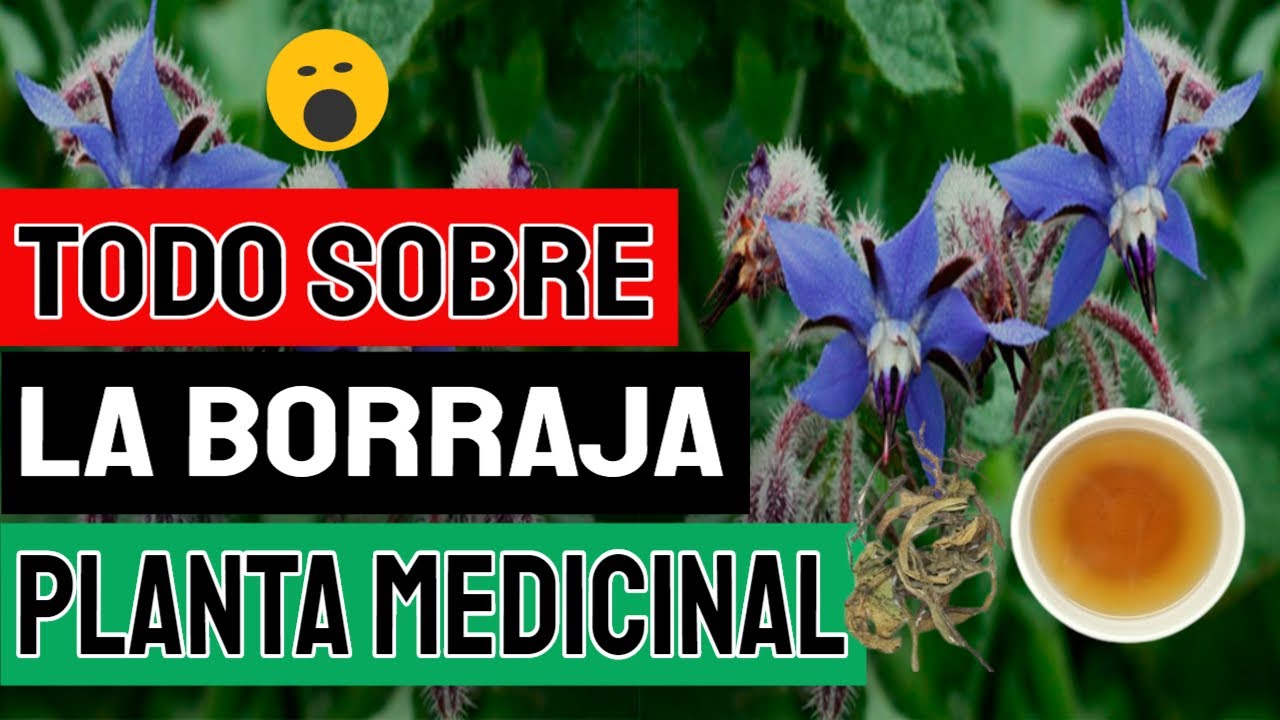 hoja de borraja para q sirve