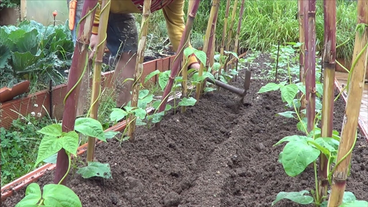 hojas amarillas en las judias de enrame