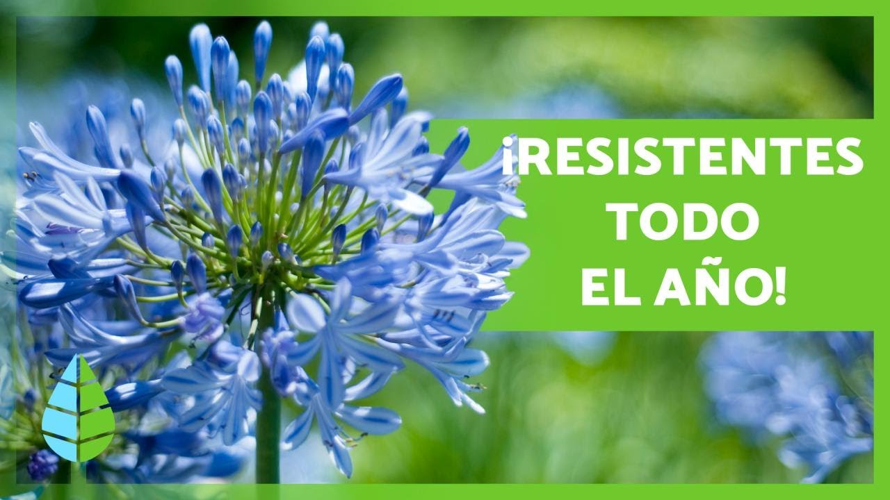hojas de arboles o arbustos que viven todo el año