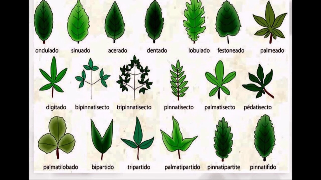 hojas de arboles y sus nombres
