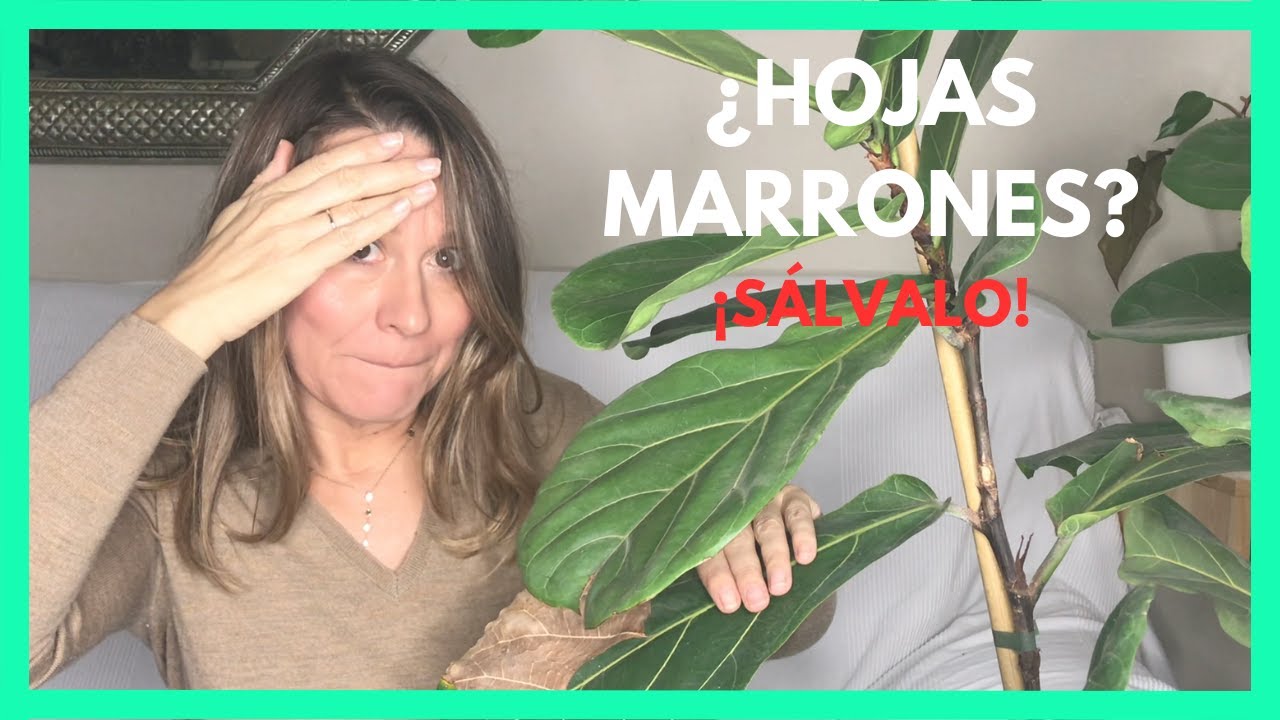 hojas de ficus con manchas marrones