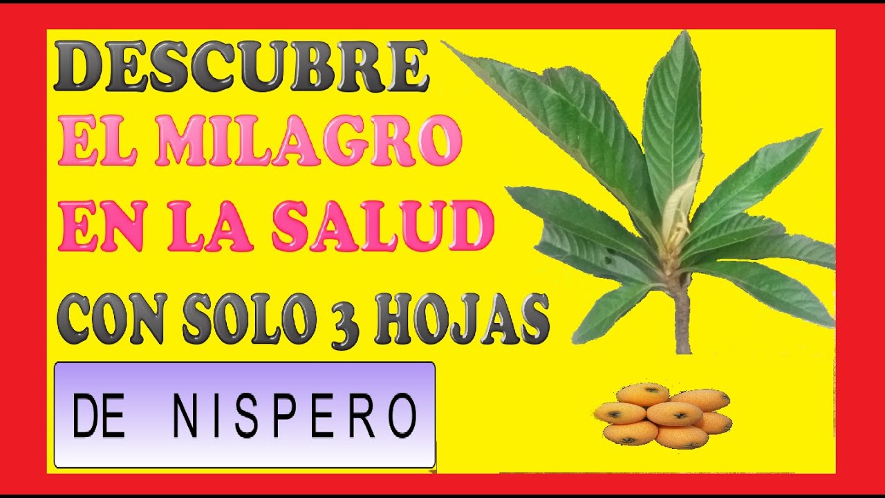 hojas de níspero para que sirve