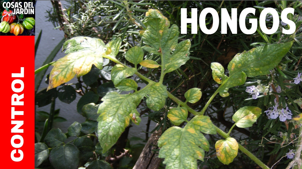 hojas de tomate con manchas blancas
