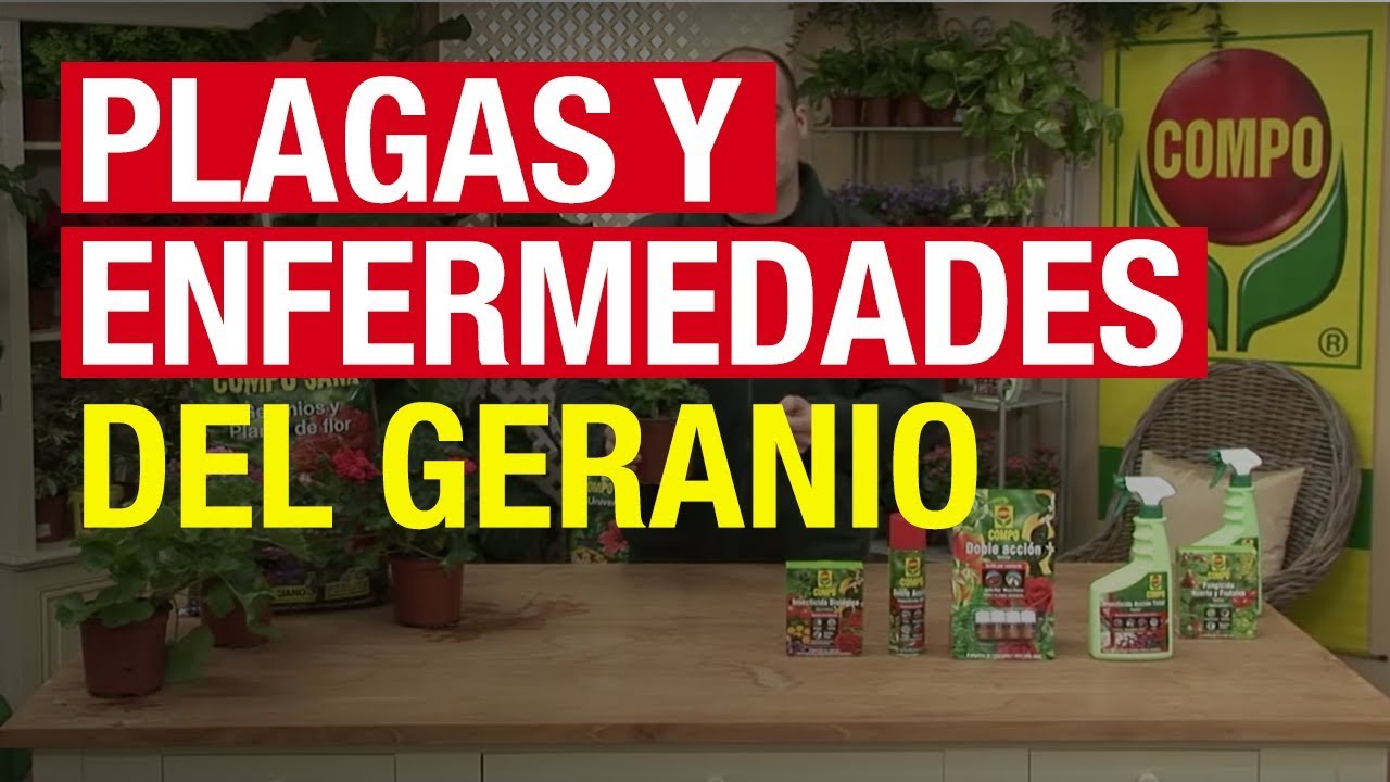 hojas enfermedades de los geranios fotos