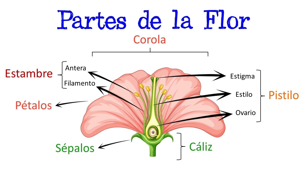 imagenes de una flor con sus partes