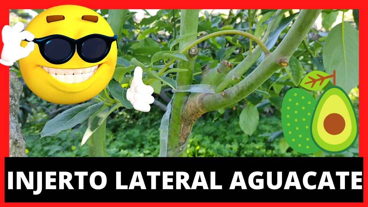 injerto de aguacate en arbol grande