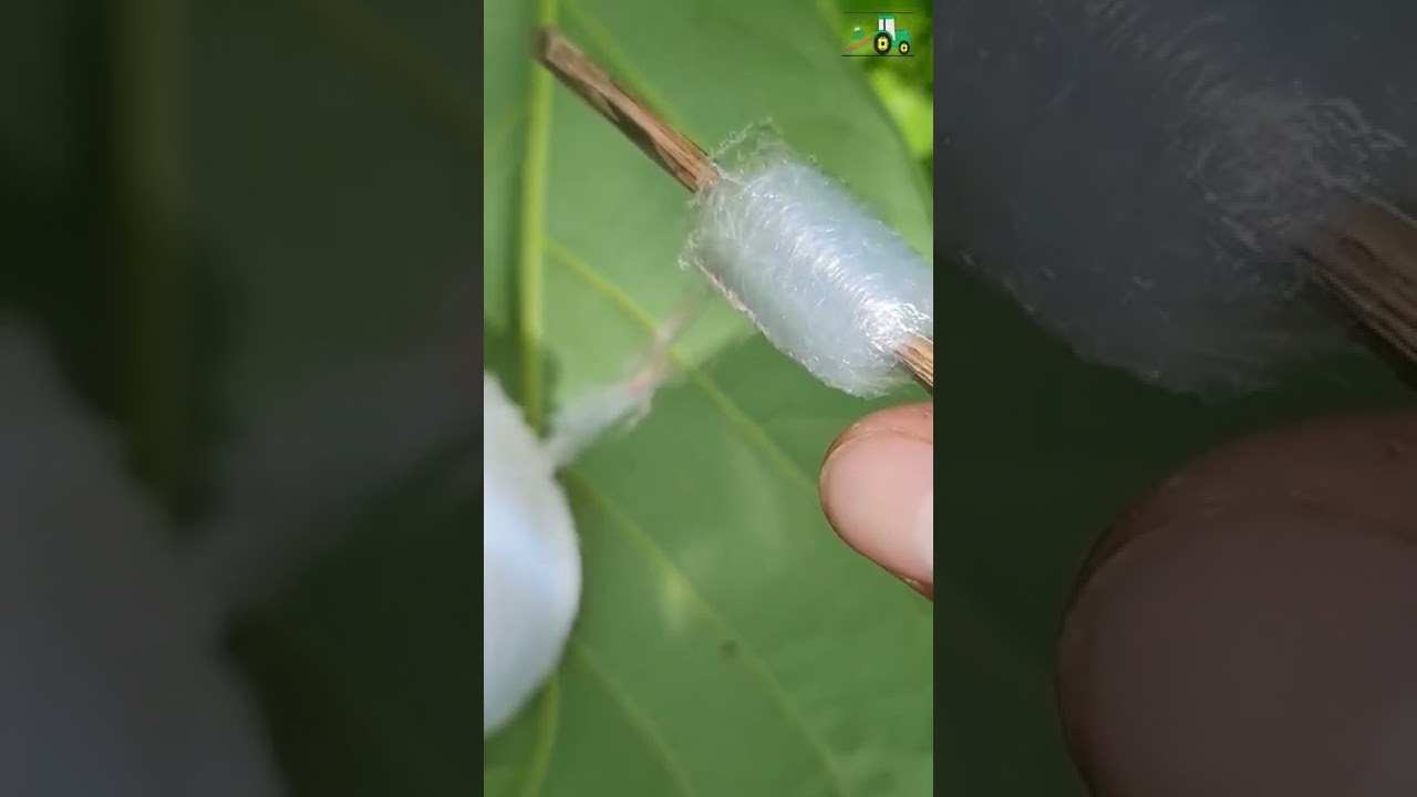 injerto de aguacates cómo y en qué meses