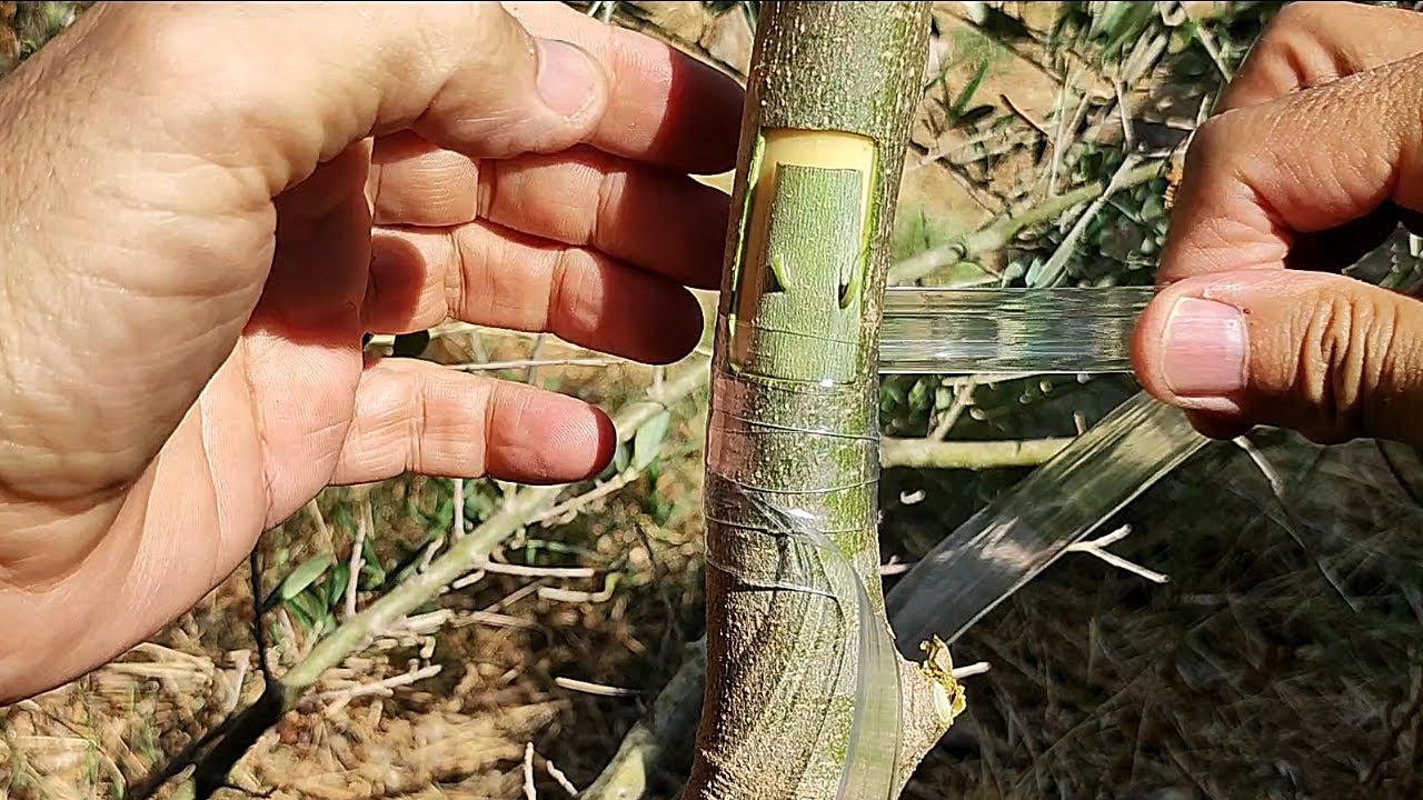 injerto de olivos paso a paso