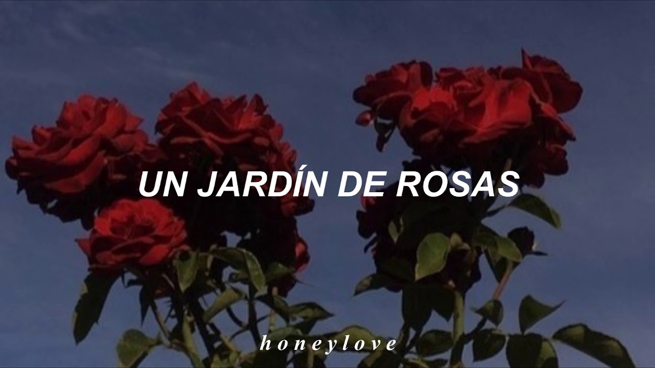 jardin de rosas rojas y blancas