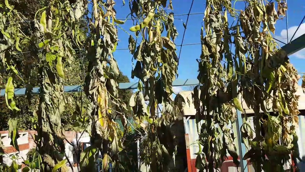 judías verdes se secan las hojas