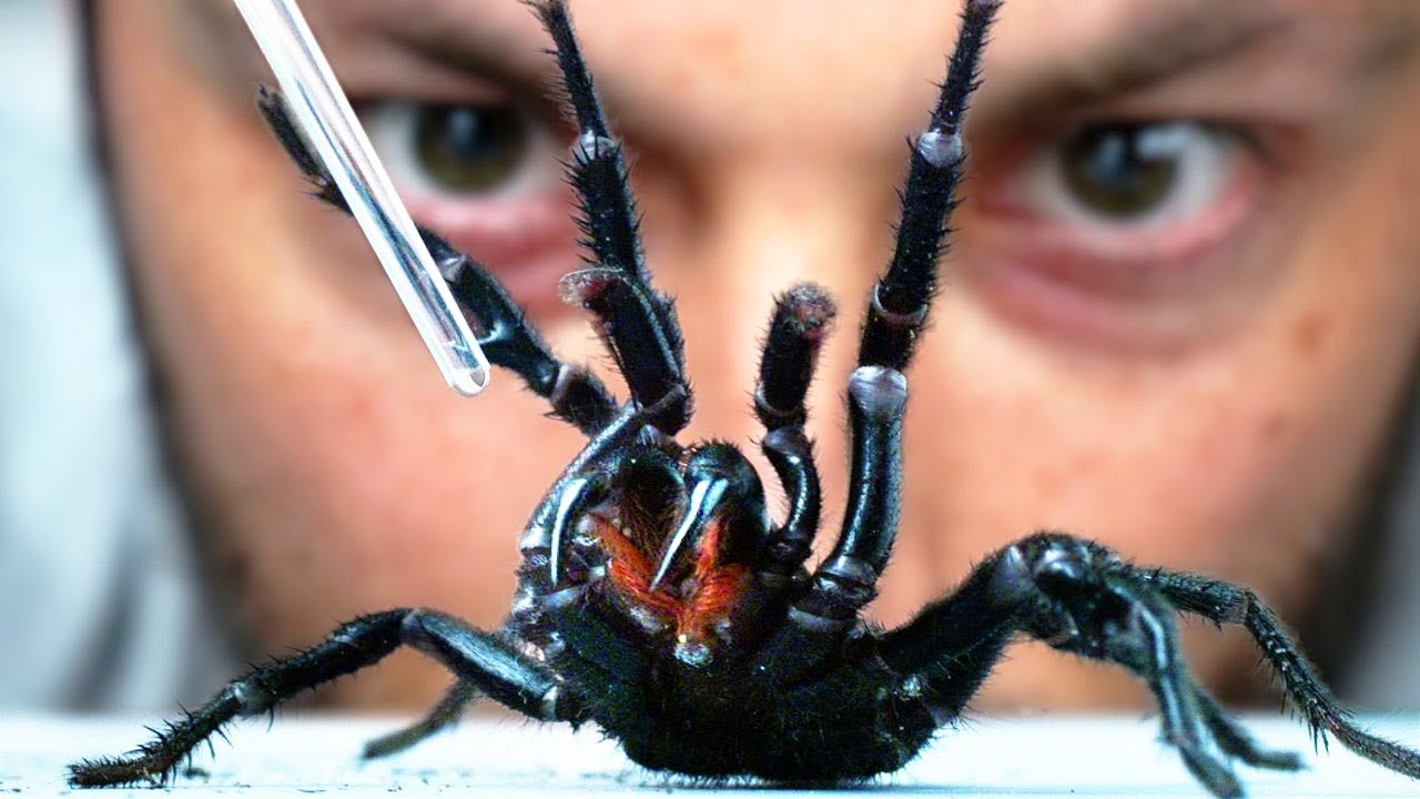 la araña de tela de es la más peligrosa