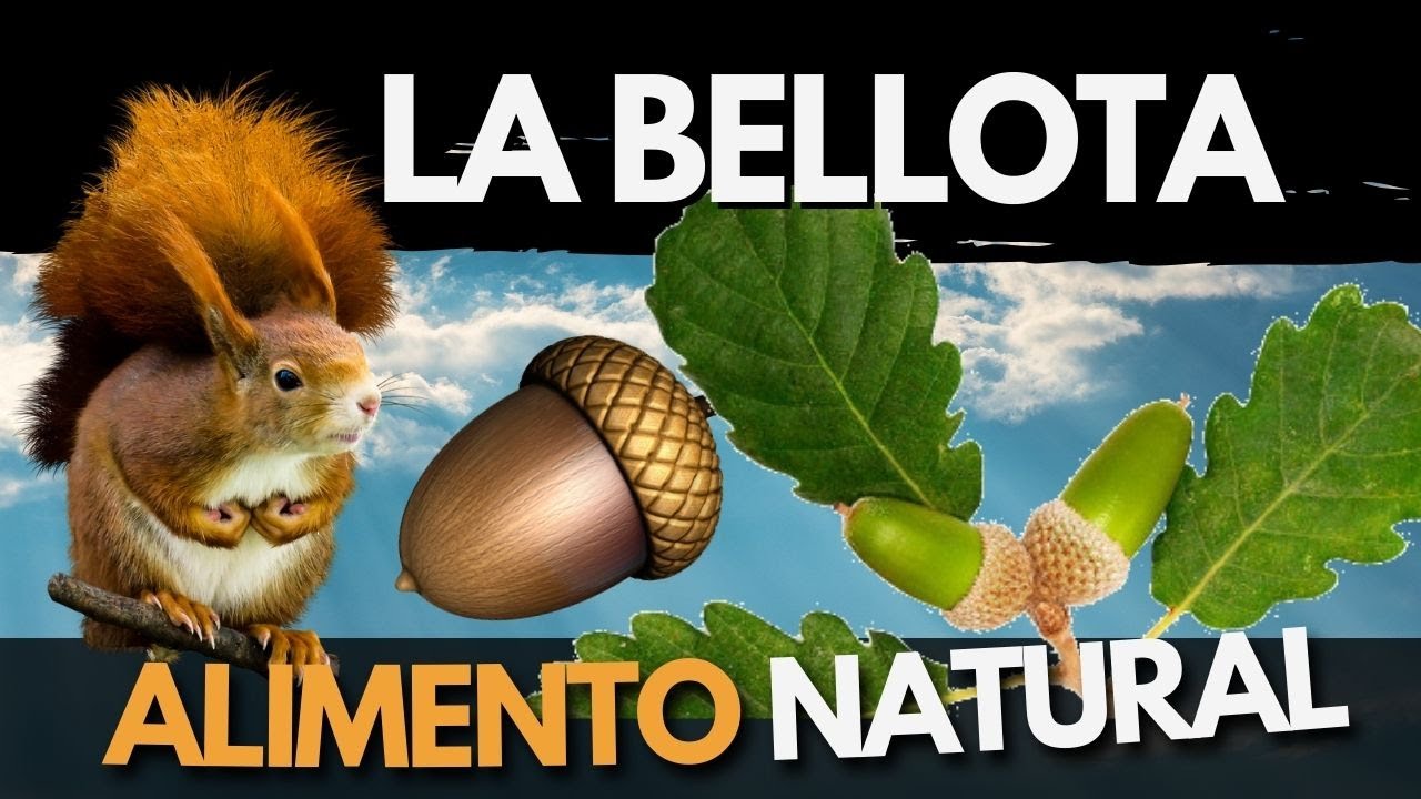 las bellotas de que arbol son