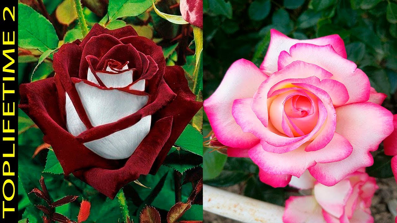 las rosas mas bellas del mundo