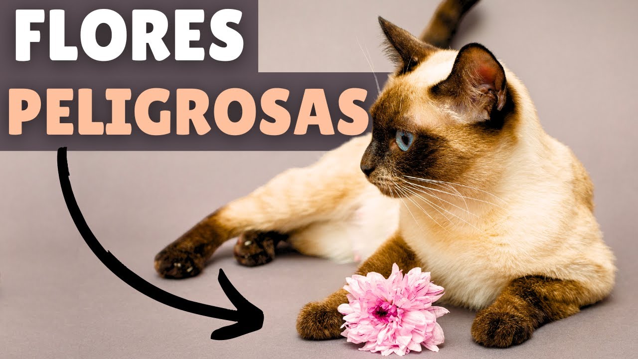 las rosas son tóxicas para los gatos