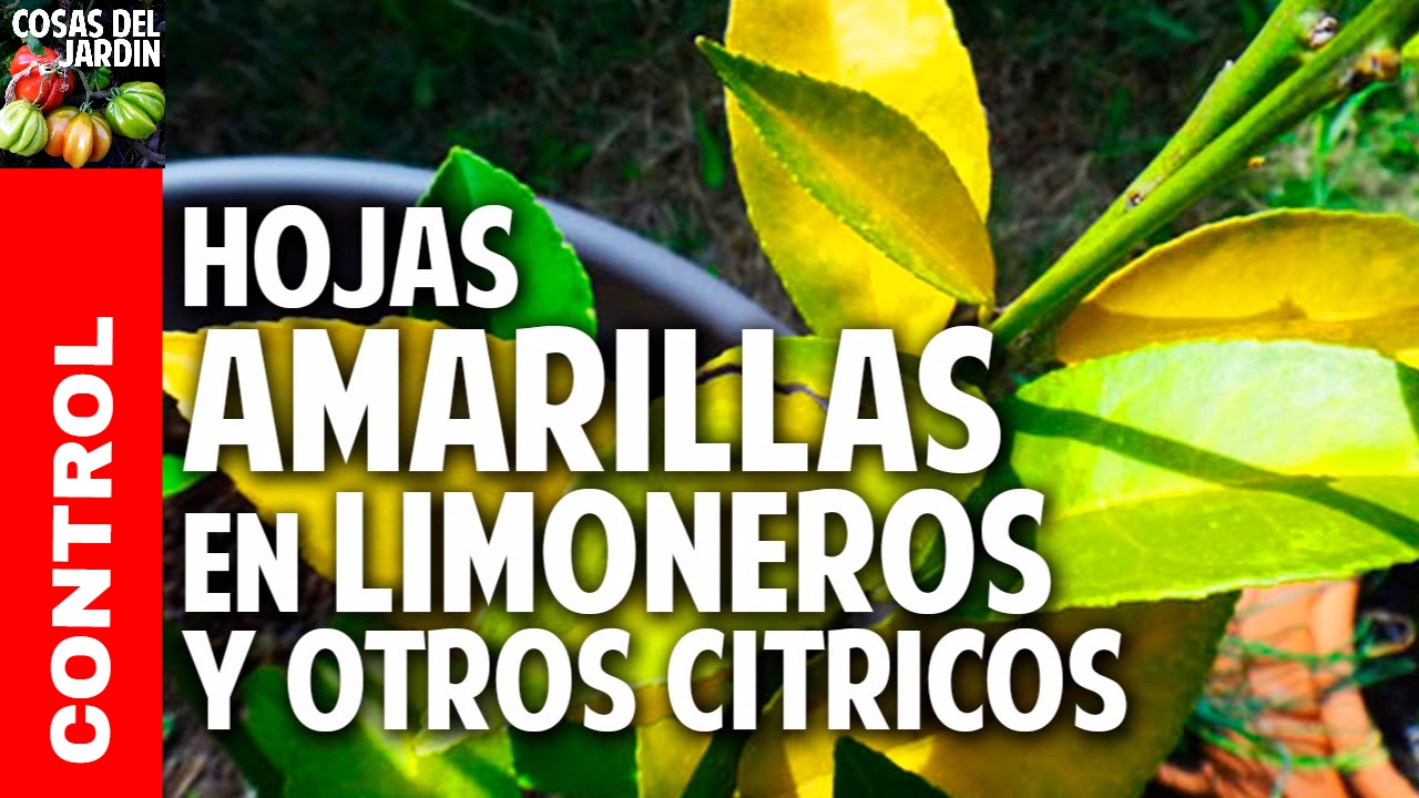 limonero hojas amarillas y se caen