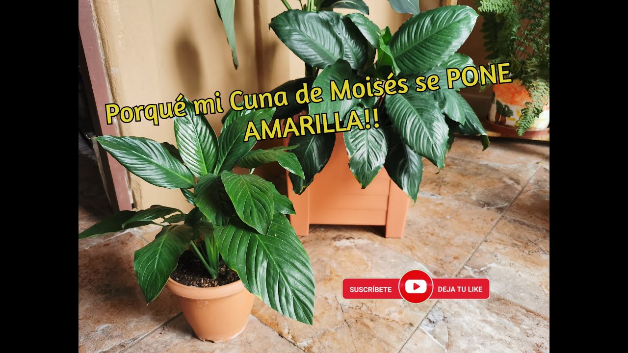 lirio de la paz hojas amarillas