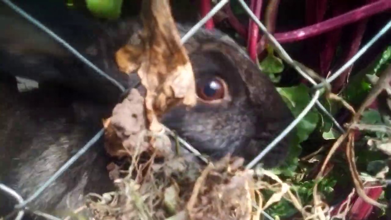 los conejos pueden comer hojas de remolacha
