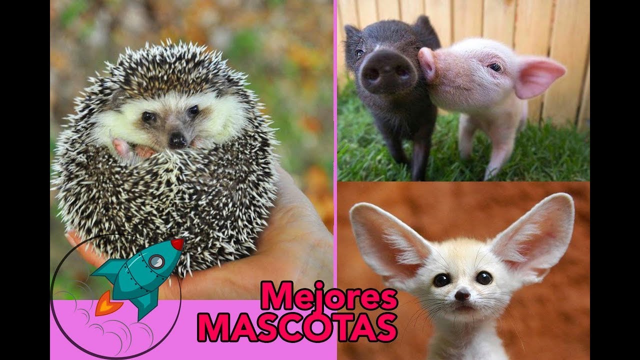 mascota pequeña y facil de cuidar