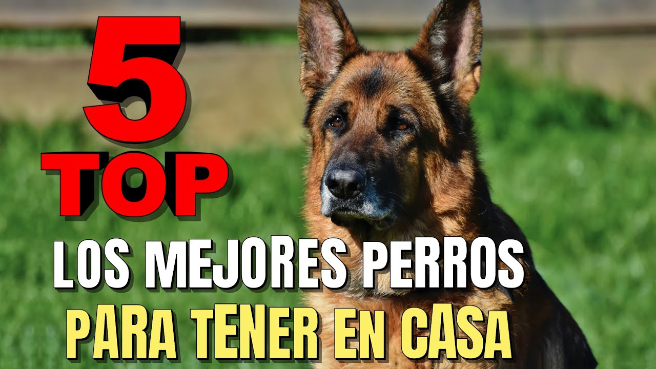 mejor perro para casa con jardín