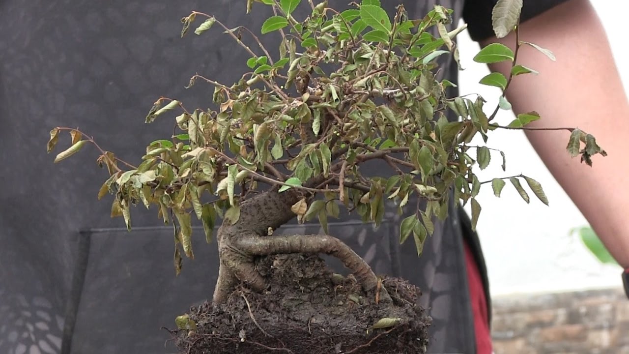 mi bonsai se ha quedado sin hojas