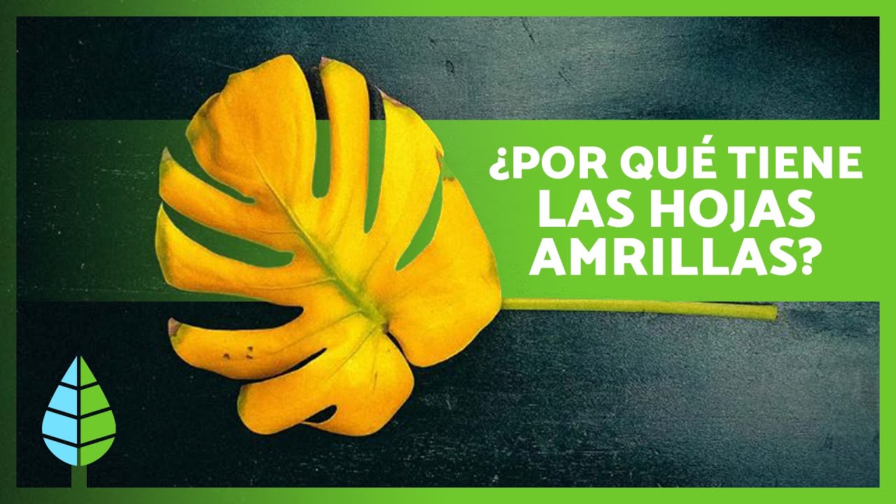 monstera hojas amarillas y manchas marrones