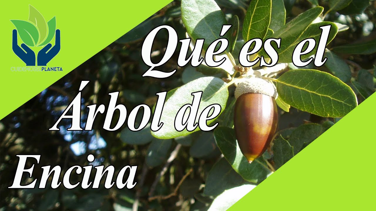 nombre de la hoja de la encina