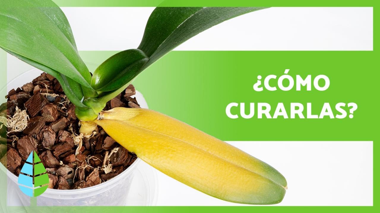 orquídea se le caen las hojas verdes