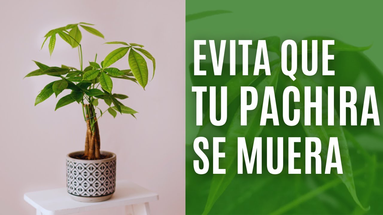 pachira hojas amarillas y se caen
