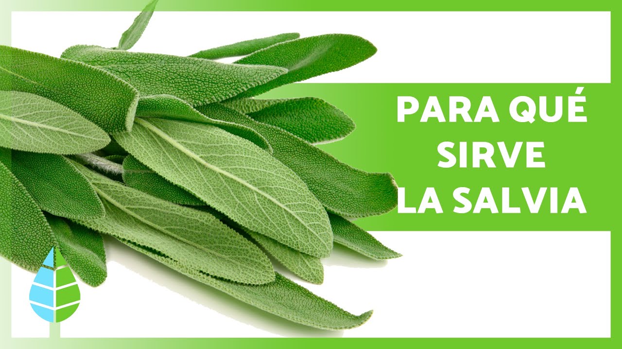 para que sirve la savia de los arboles