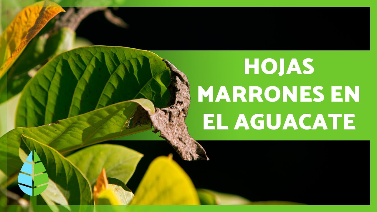 plagas del aguacate en las hojas