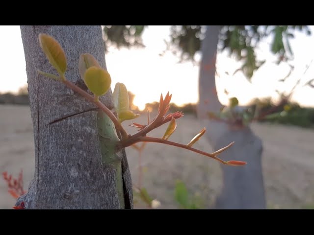 plantones de algarrobo injertado en alcanar