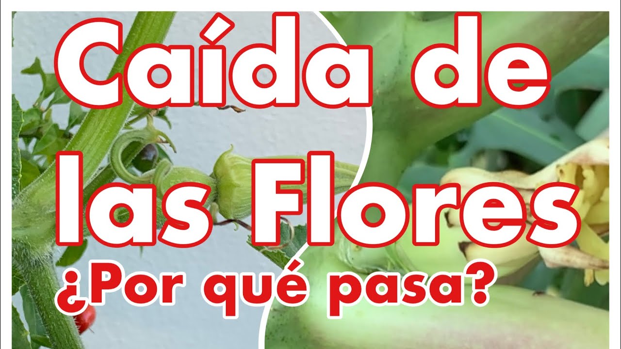 por que no cuajan las flores de las habas