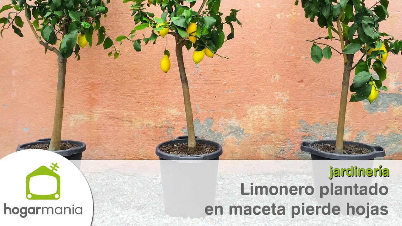 por qué se le caen las hojas al limonero